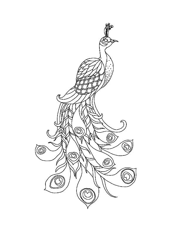 Peacock A Beautiful Peacock with His Long Train Coloring Page