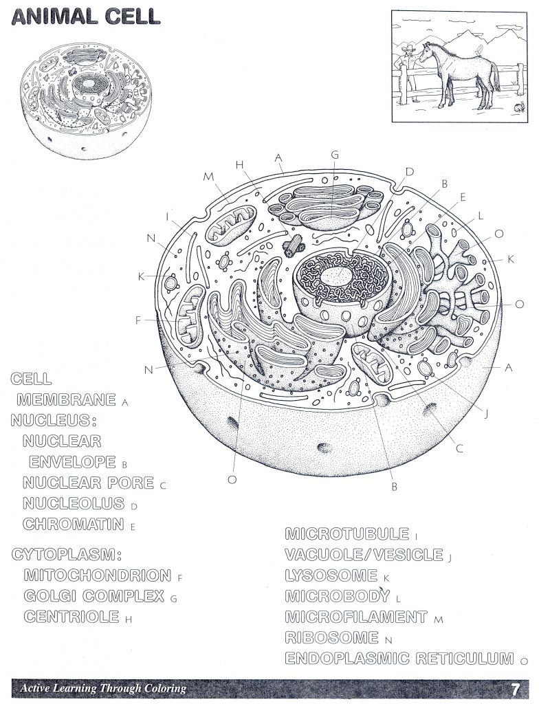 Animal Cell Coloring Page Answers | BubaKids.com