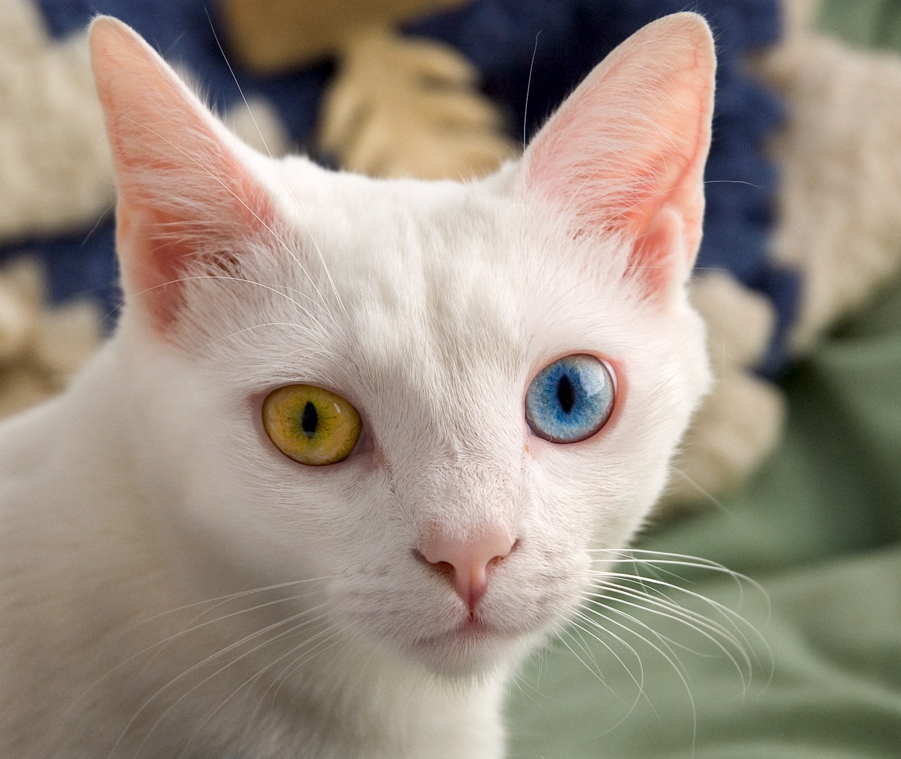 Odd eyed cat