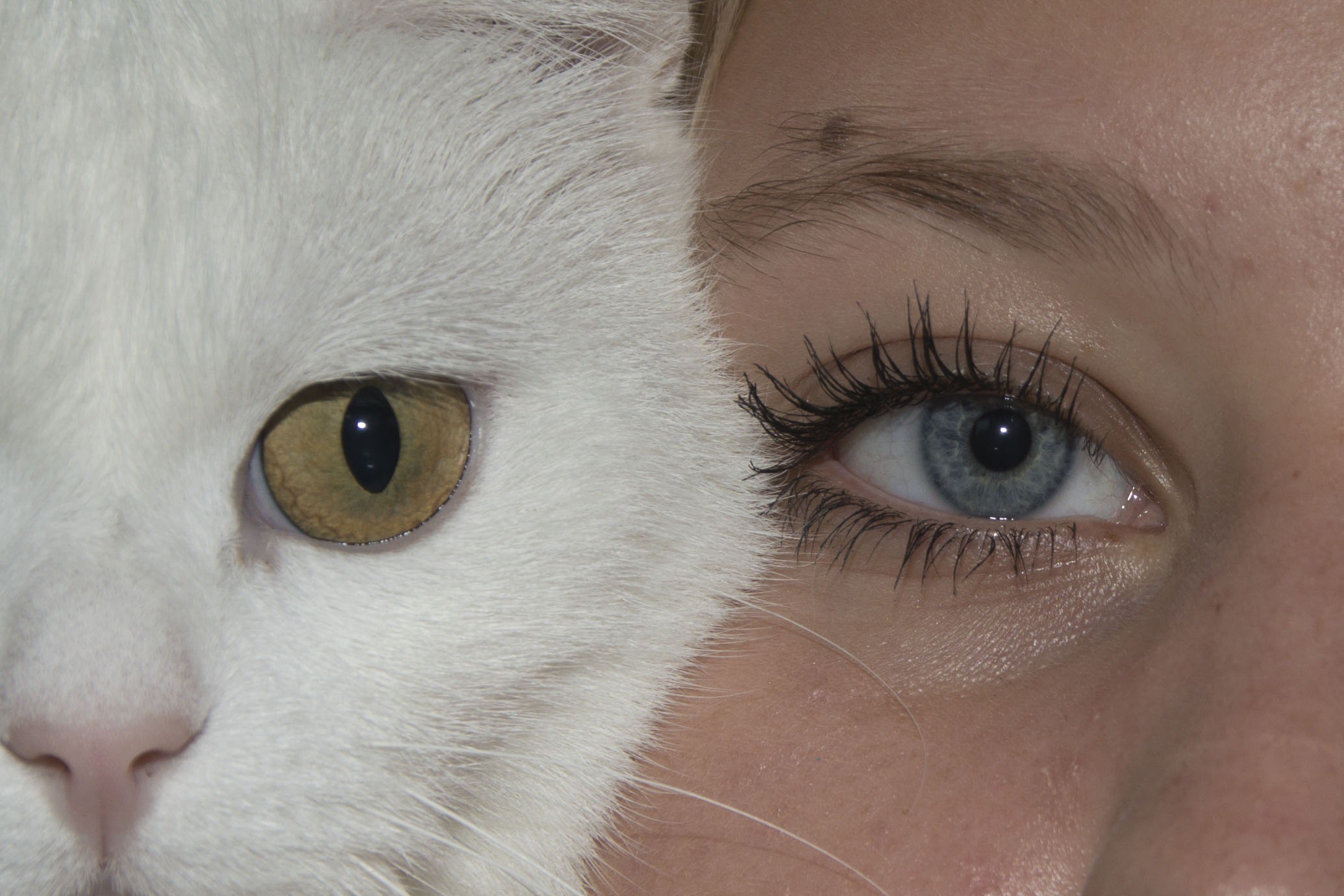 Free man creative girl white animal pet cat mammal blue yellow eyebrow eyelash close up human body selfmade face nose eyes
