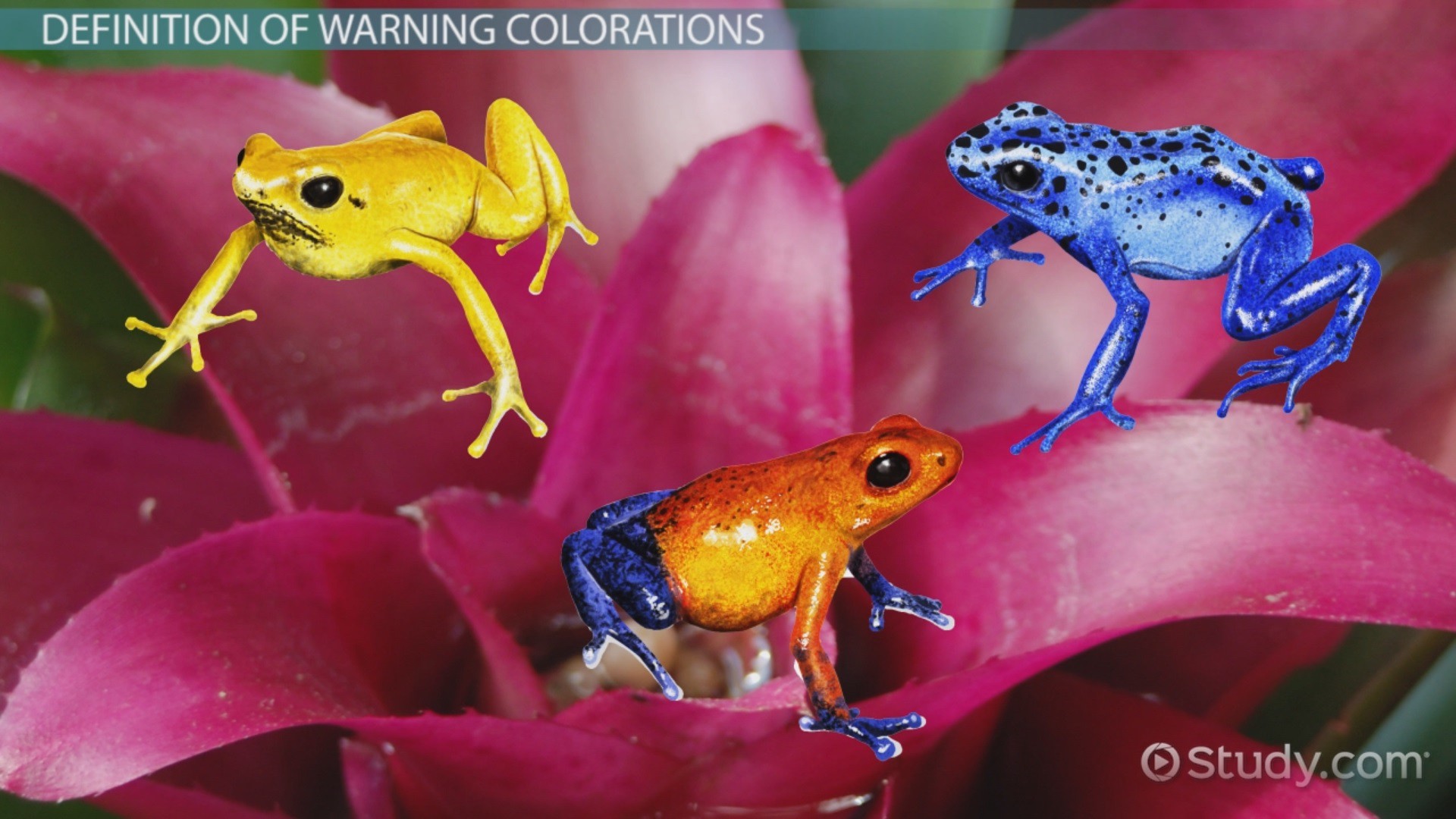 Warning Coloration in Animals Examples Overview Video & Lesson Transcript