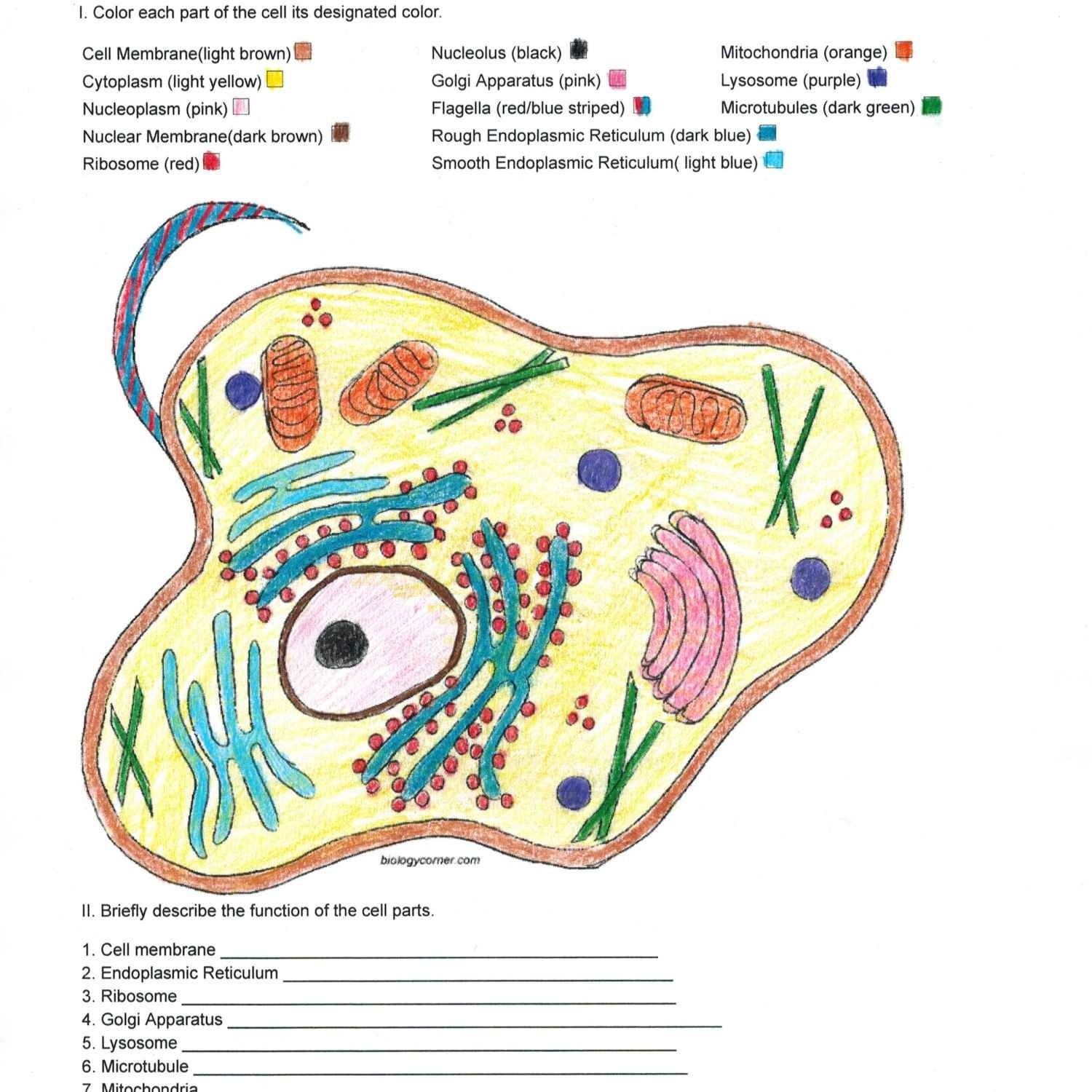 Animal Cell Coloring Page Answers