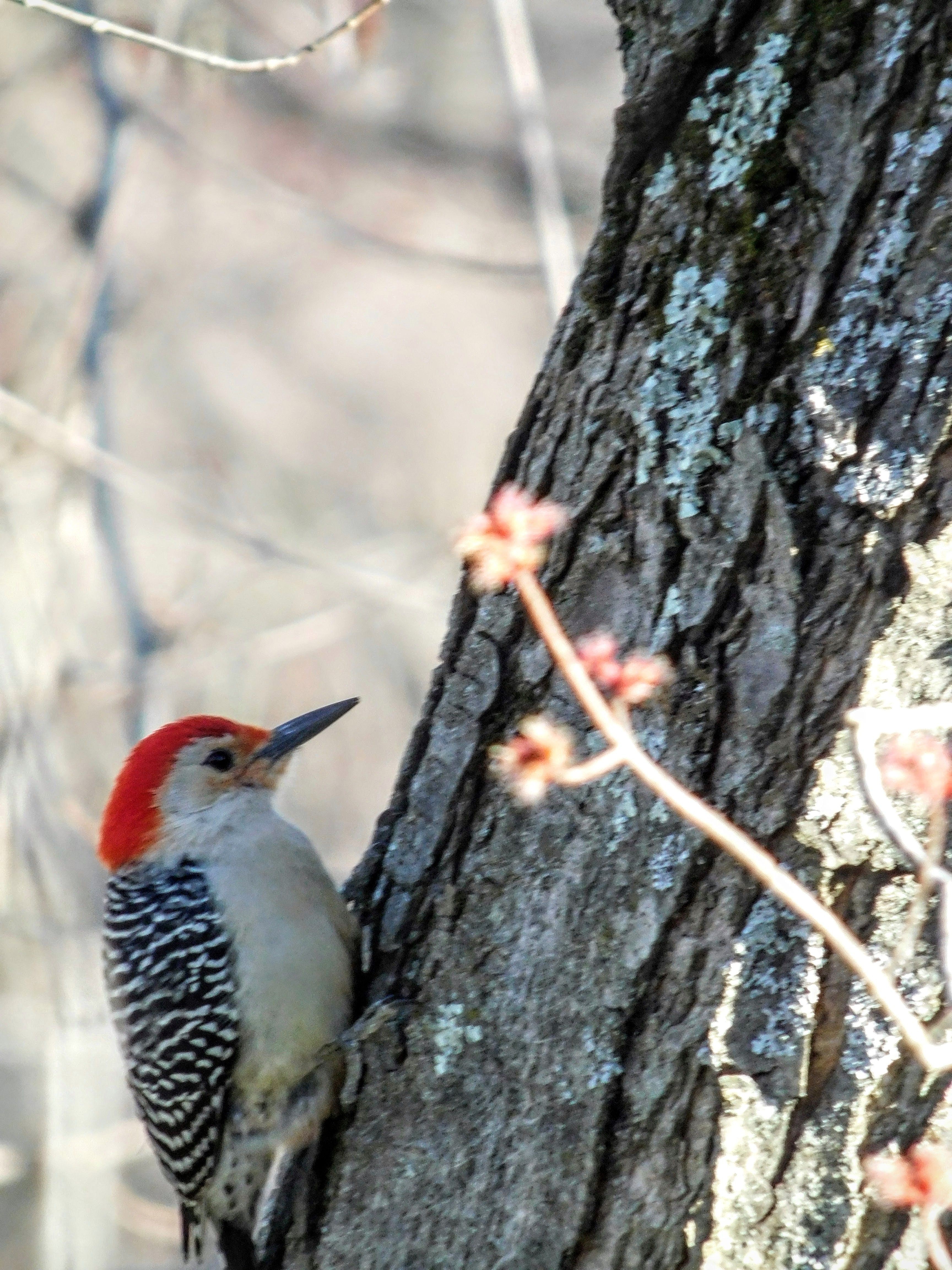 He s still small but bright in color Red Belly Woodpecker photo S