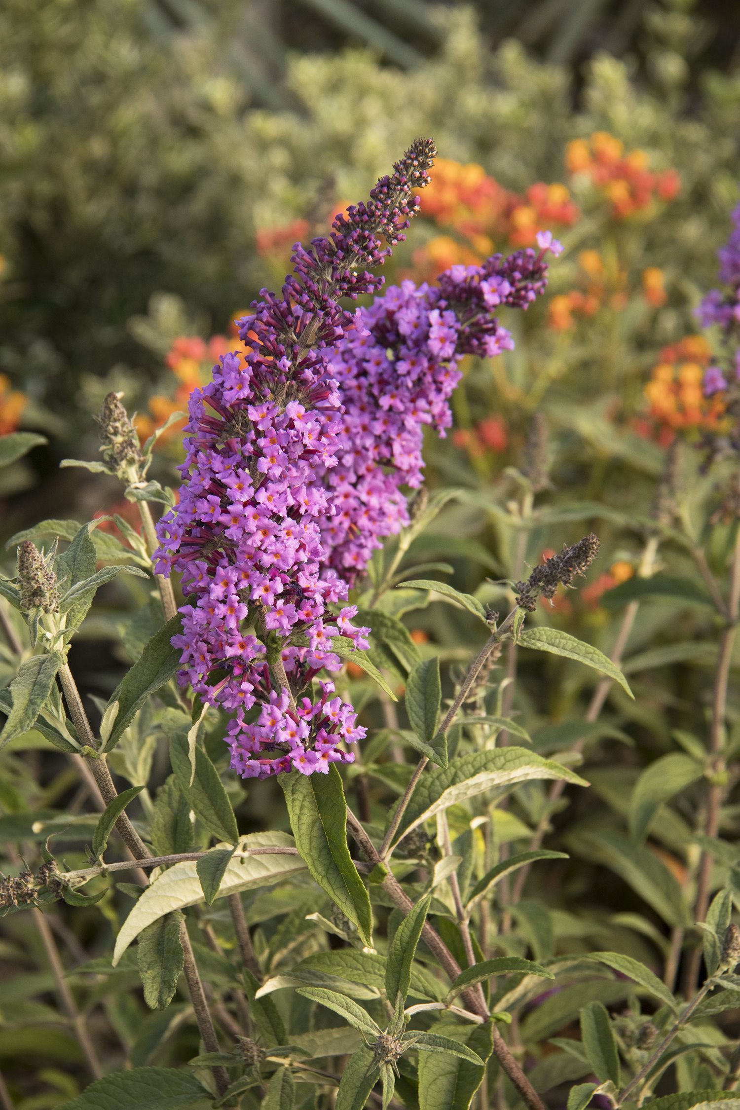 butterfly Bush Colors | BubaKids.com