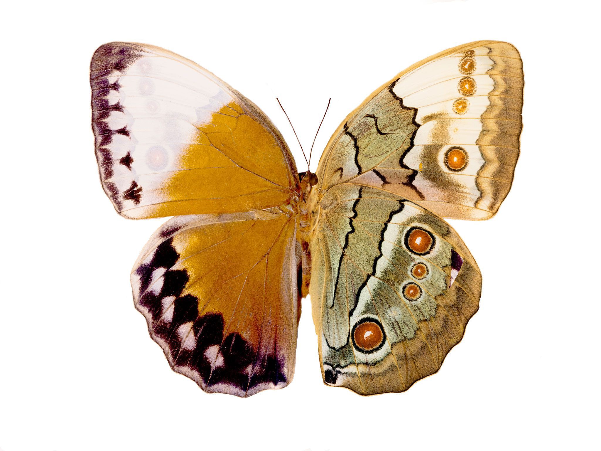 These Butterfly Wings Are Beautiful for a Reason – PROOF