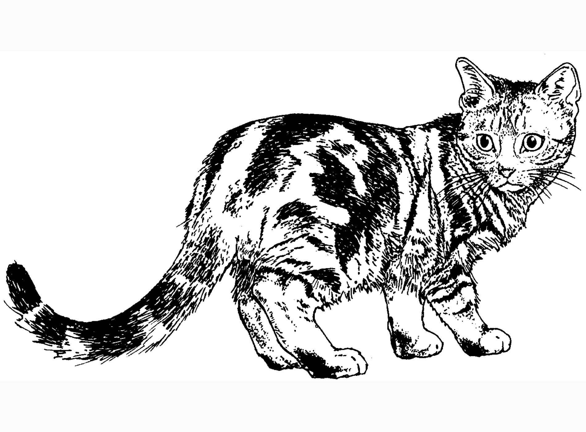 Now Calico Cat Coloring Pages Page Free
