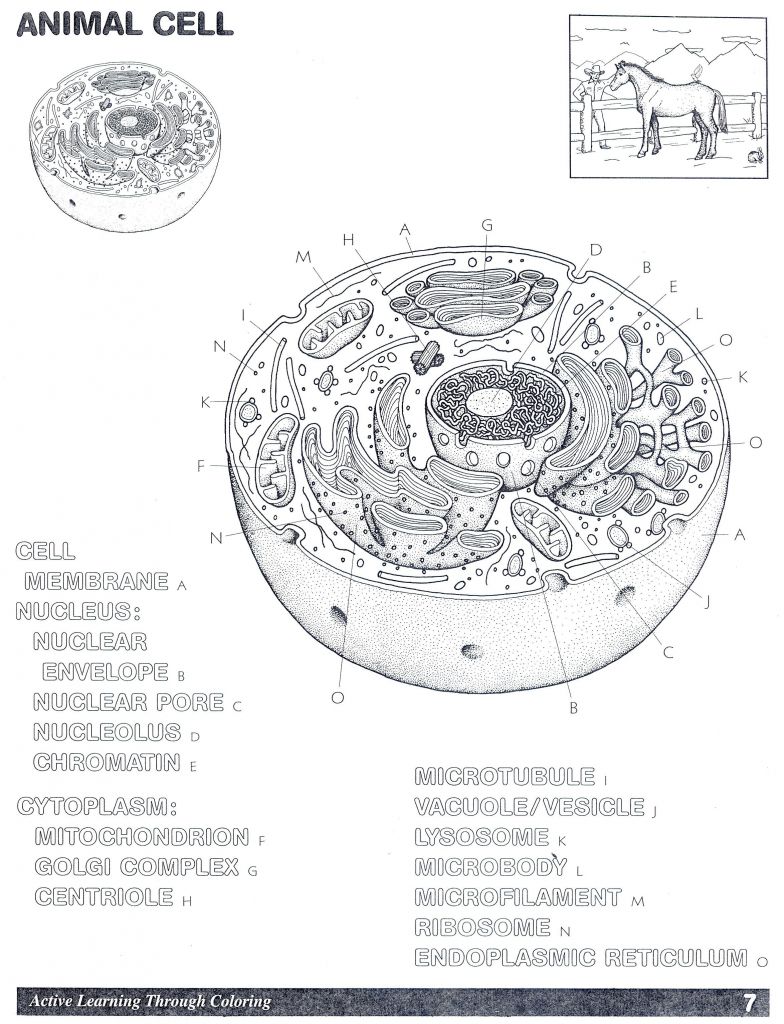 Color Animal Cell Worksheet | BubaKids.com