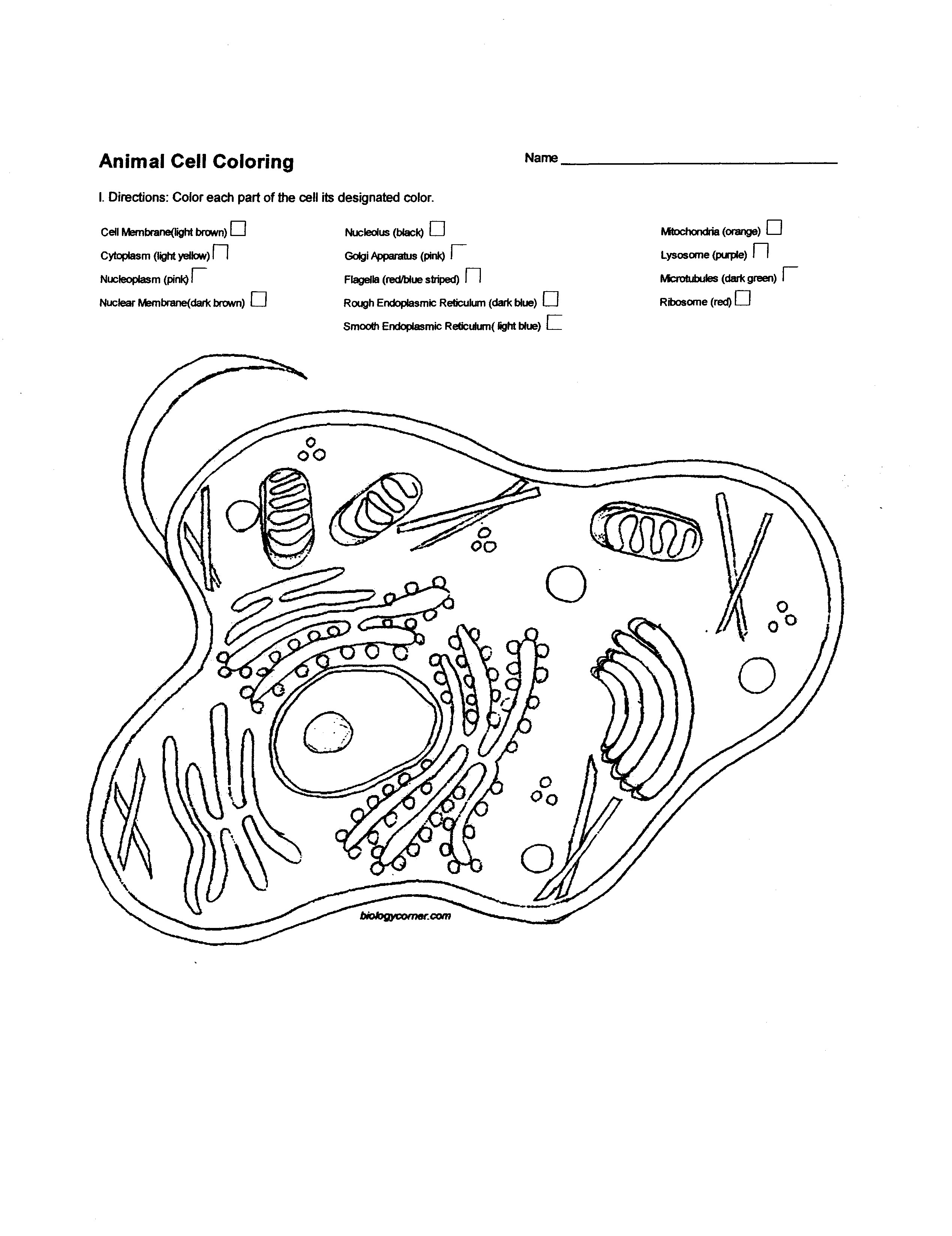 New animal cell coloring answer sheet Collection 12t 2538x3294 Diagram Plant Cell Diagram Animal Simple