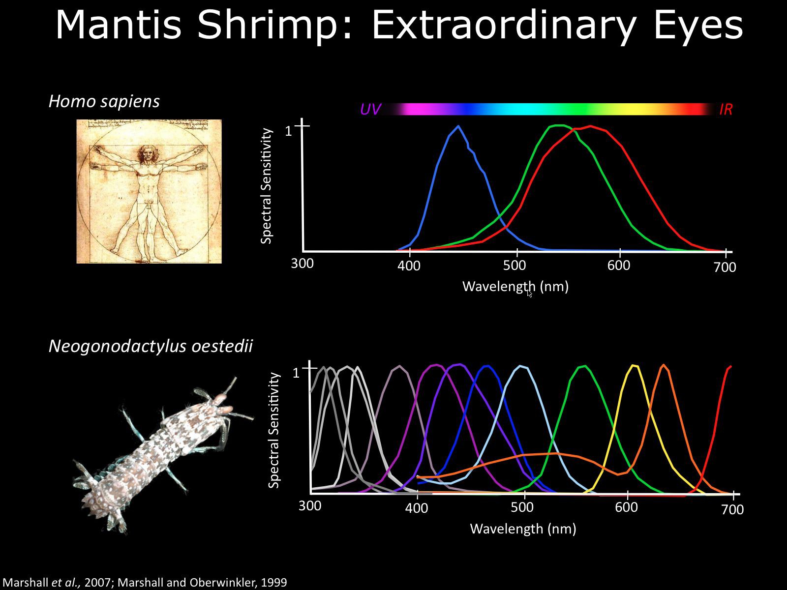 Mantis Shrimp Natural Psychedelic Vision and Awesomeness