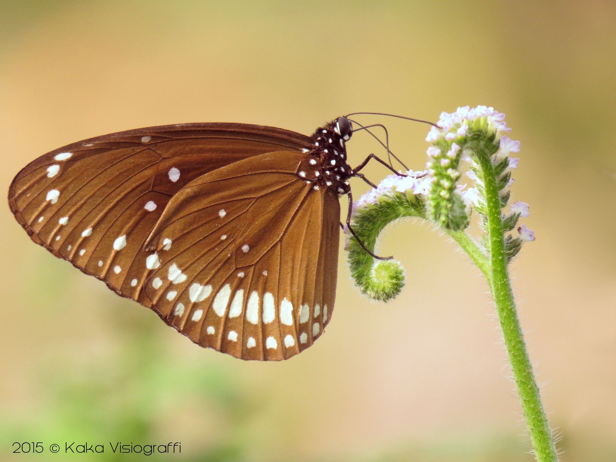 Butterfly Euploea Core by Kaka Bhatti on 500px