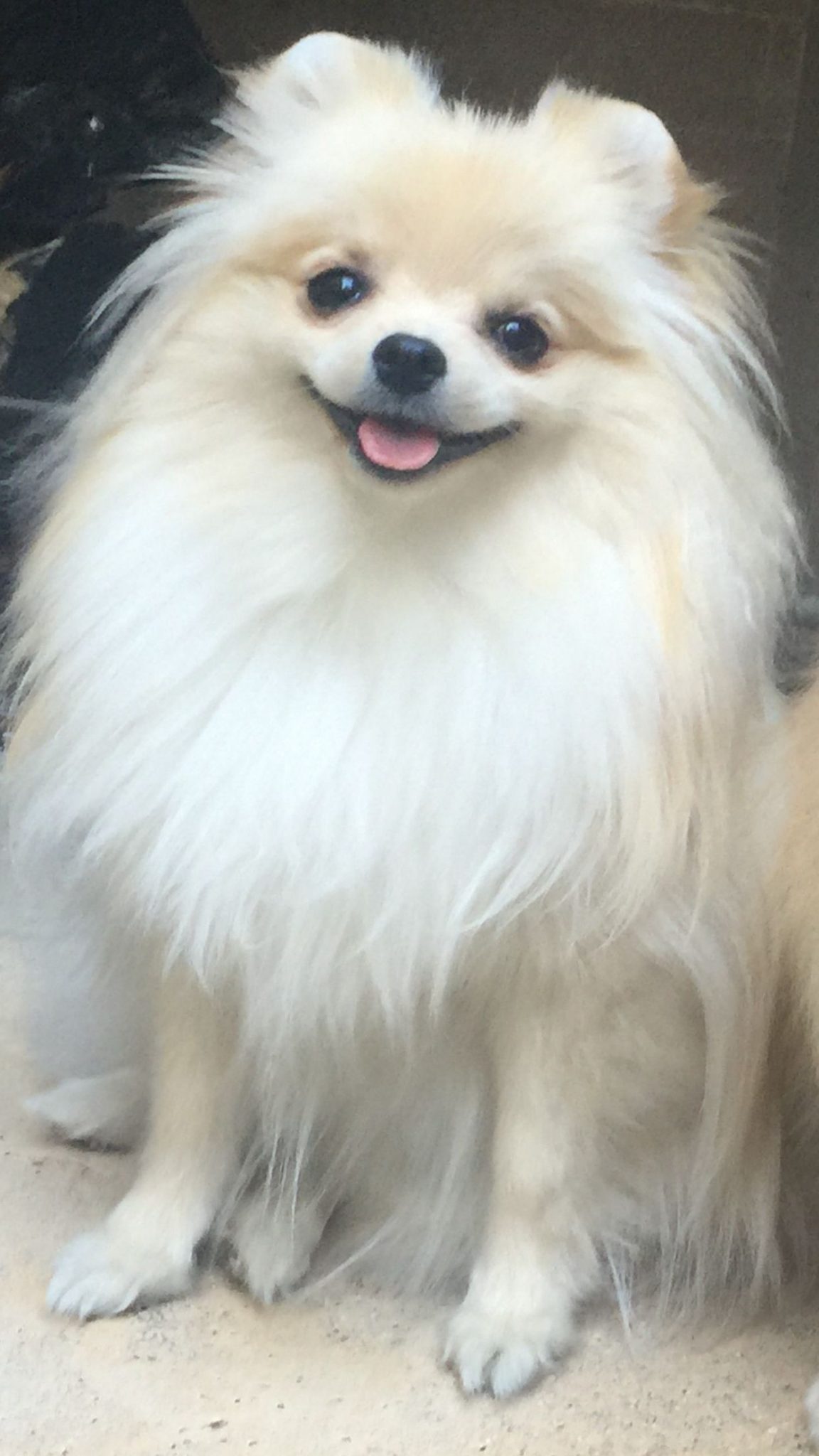 Cream Colored Pomeranian Puppy