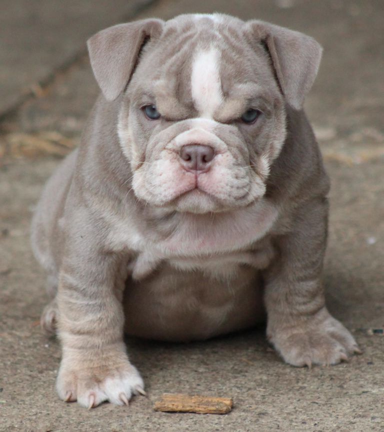 55+ Rare English Bulldog Colors Image Bleumoonproductions