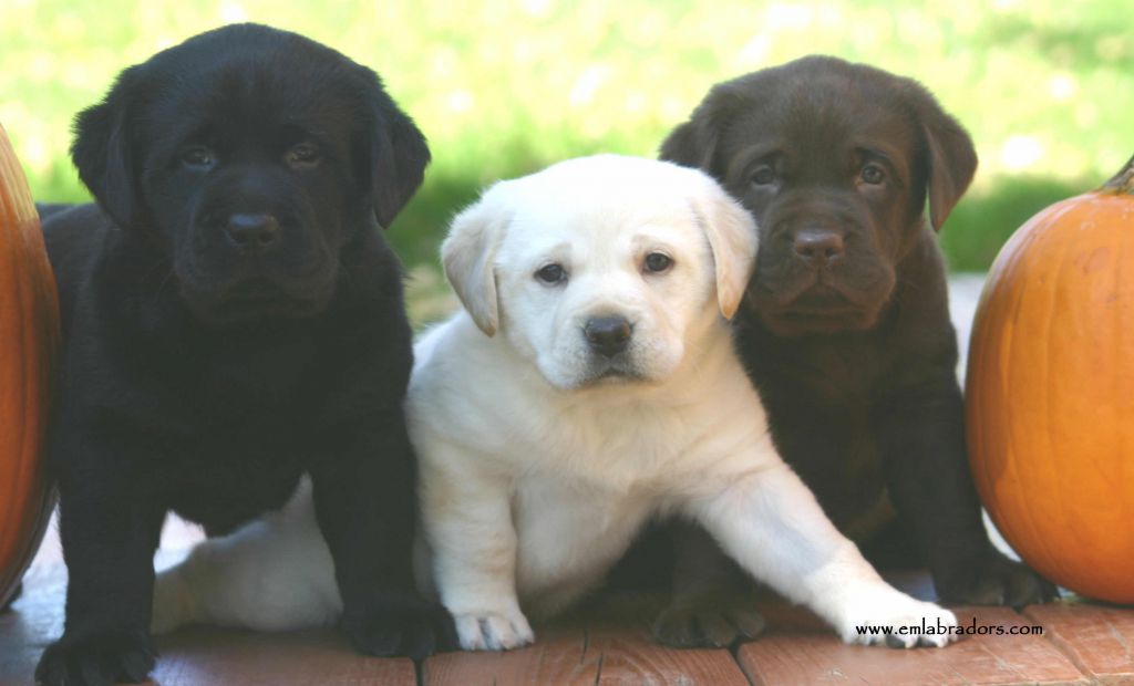 Labrador Retriever Puppies All Colors