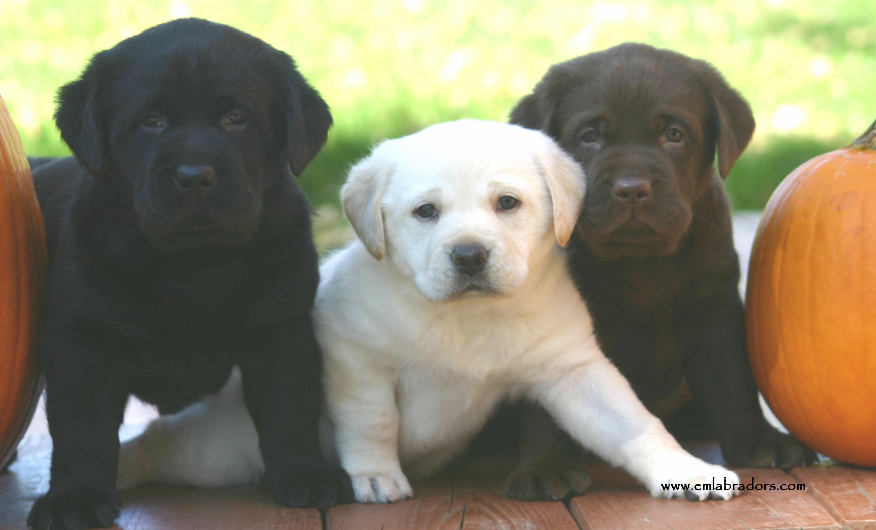 three pups Endless Mt Labradors
