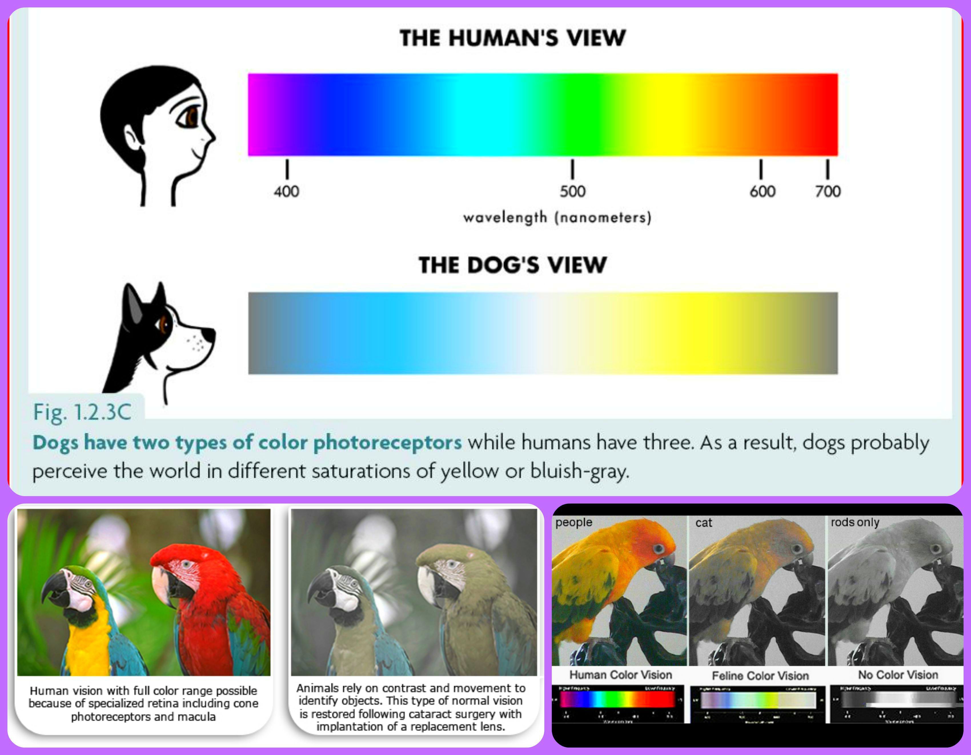 Pets Are NOT Color Blind Cats Dogs & Parrots CAN see colors Cats dogs and other species see infrared light To us the rainbow looks violet blue