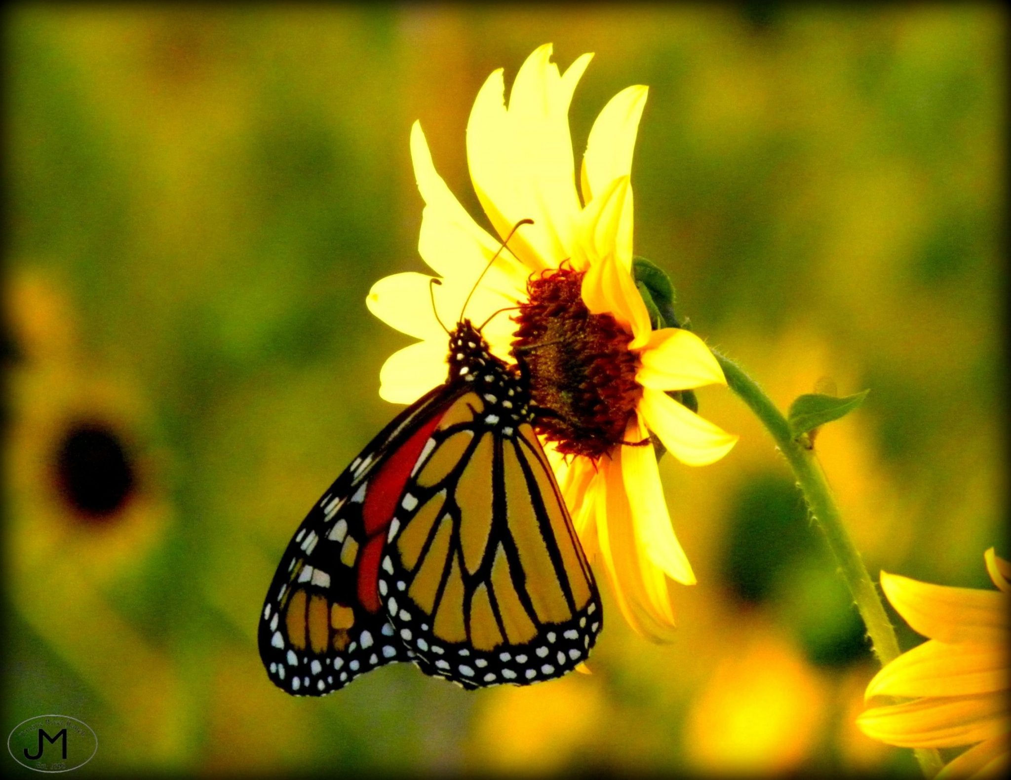 Monarch butterfly Colors