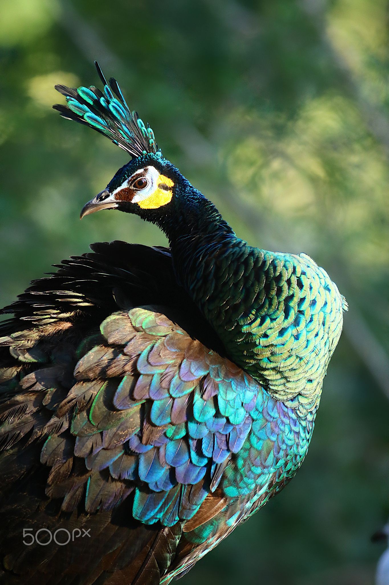 java green peacock
