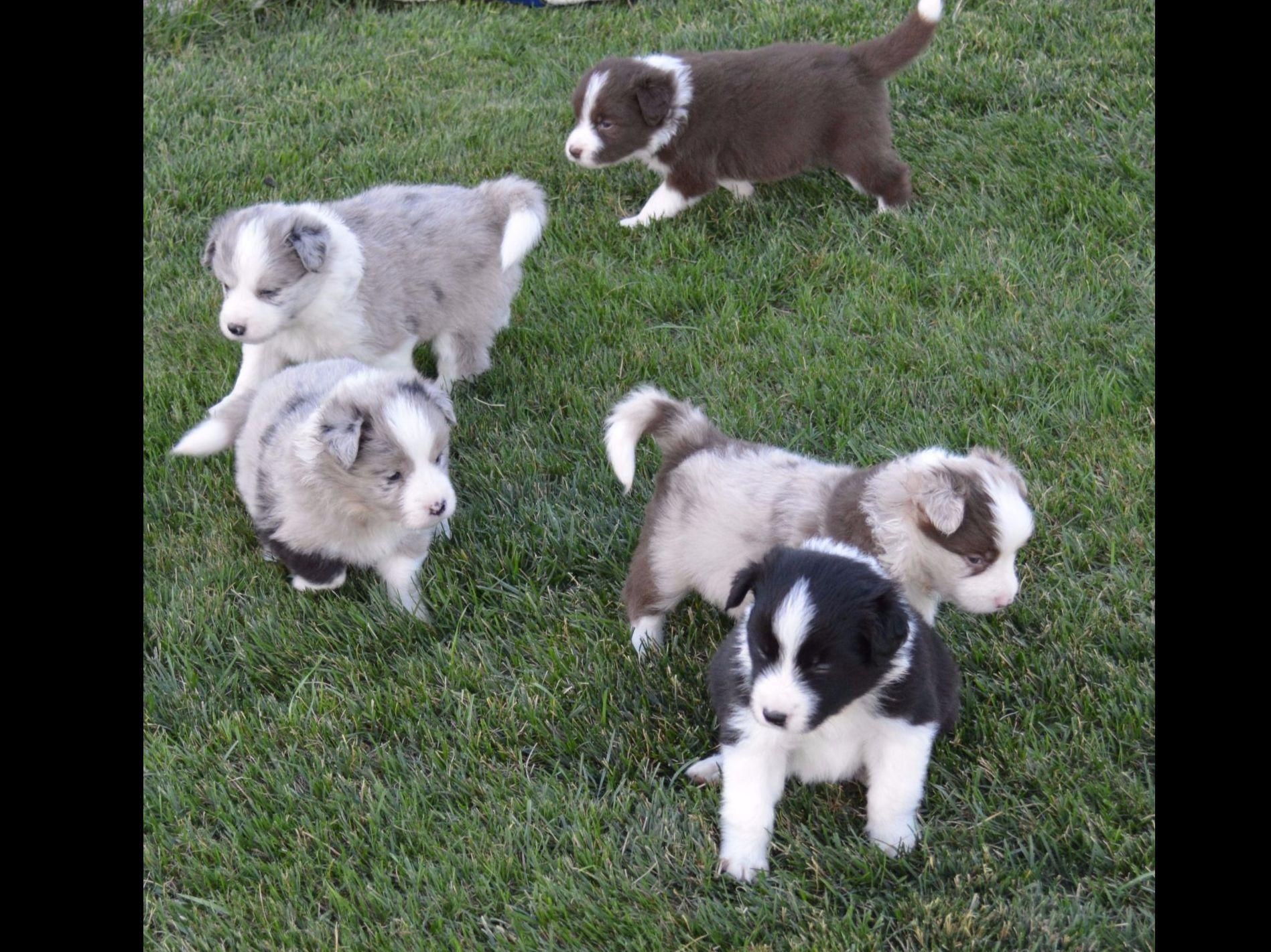 All purebred puppies are from AKC Registered Litters