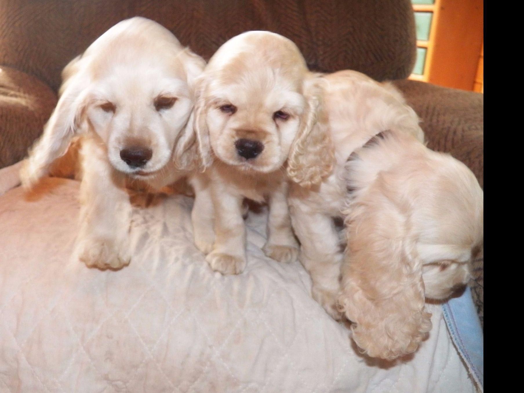 Kuipers Cockers Puppies For Sale