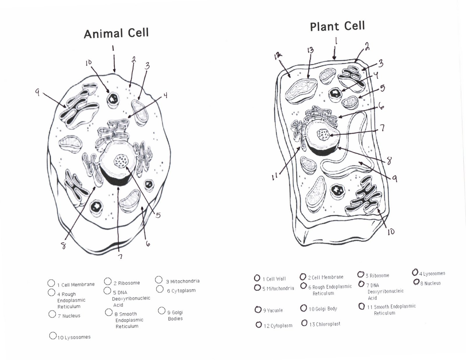 Animal Cell Colorin Printable Plant Key And Pdf Diagram Preschool Coloring Worksheet Pages