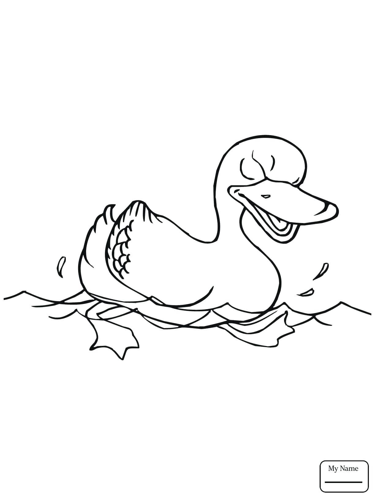 Noted Pond Animals Coloring Pages Duck In A Drawing At GetDrawings Free For Personal Use