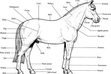 free printable realistic animal - Printable Realistic Horse Coloring Pages Of Printable Realistic Horse Coloring Pages 360x240 