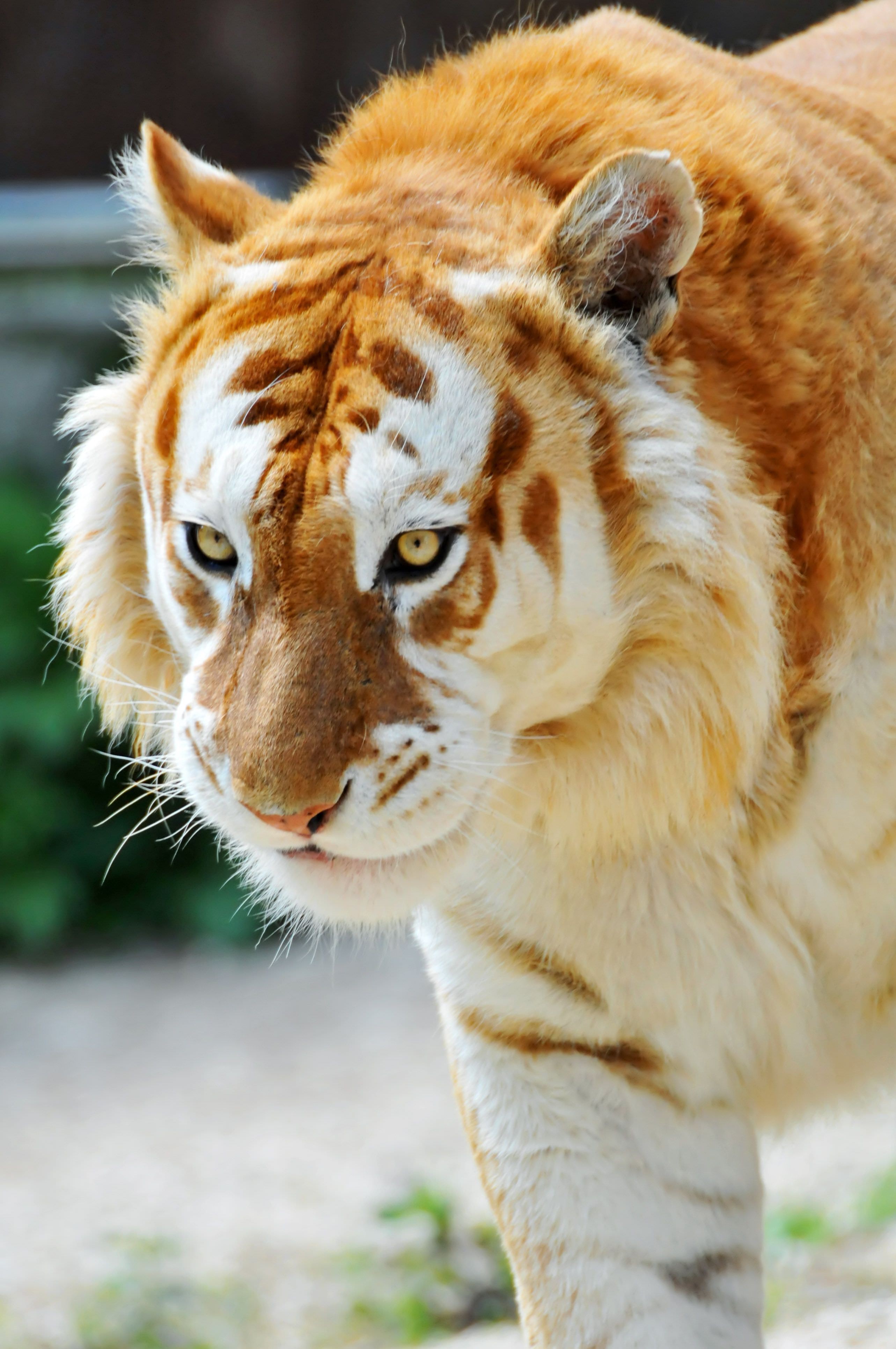 The rare golden tiger