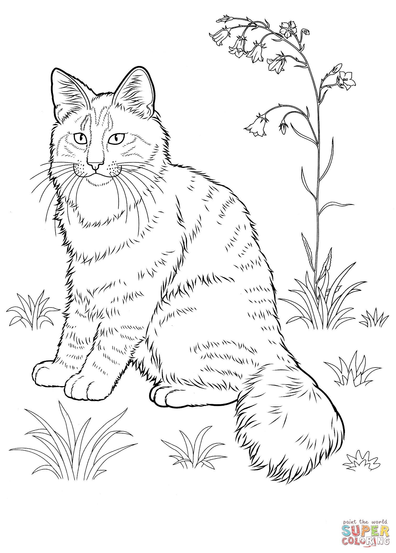Norwegian Forest Cat Coloring Page And Realistic