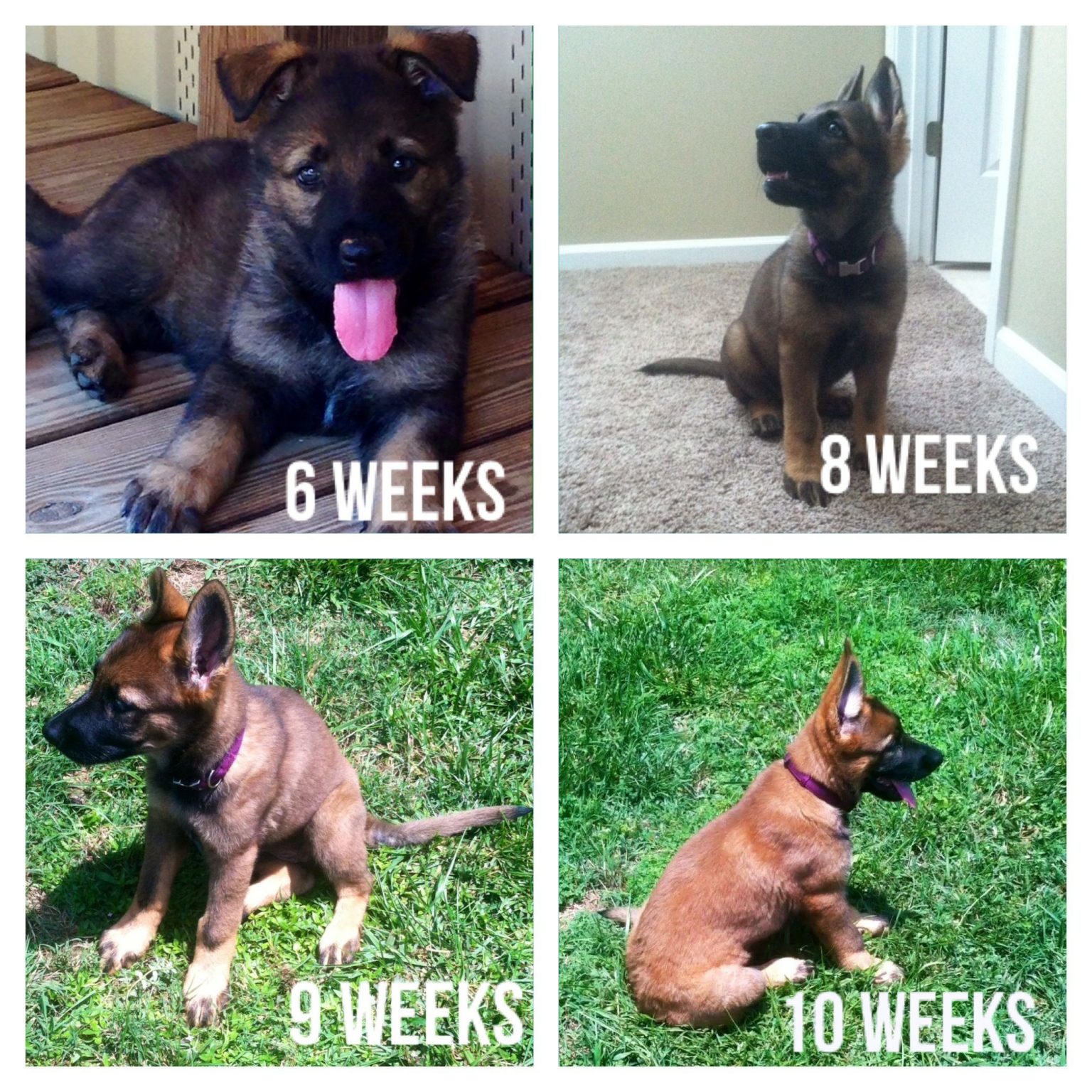 Color Changing Animals | BubaKids.com