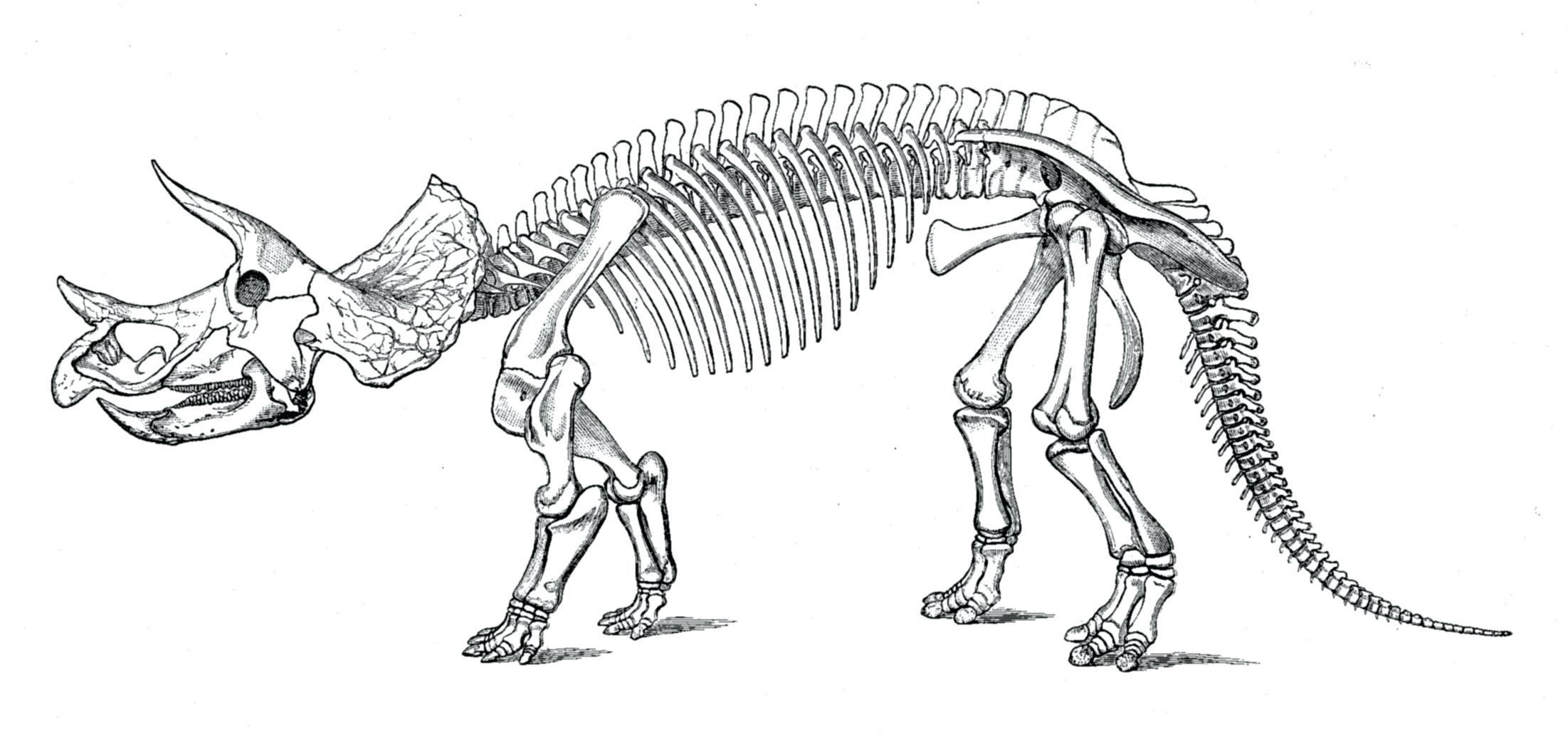 Cool T Rex Skeleton Coloring Page Fascinating Dinosaur Bones Pages Cakes