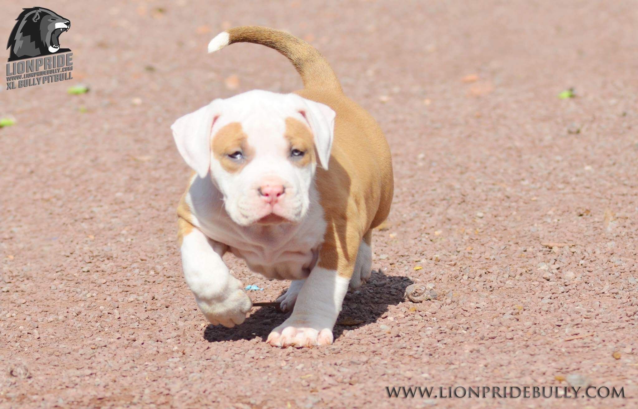 HORUS Chiot puppy puppies American bully XL XXL Bully Pitbull a vendre For sale France Belgique