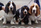 Tri Color Basset Hound Puppies for Sale Tri Color Basset Hound Puppies for Sale