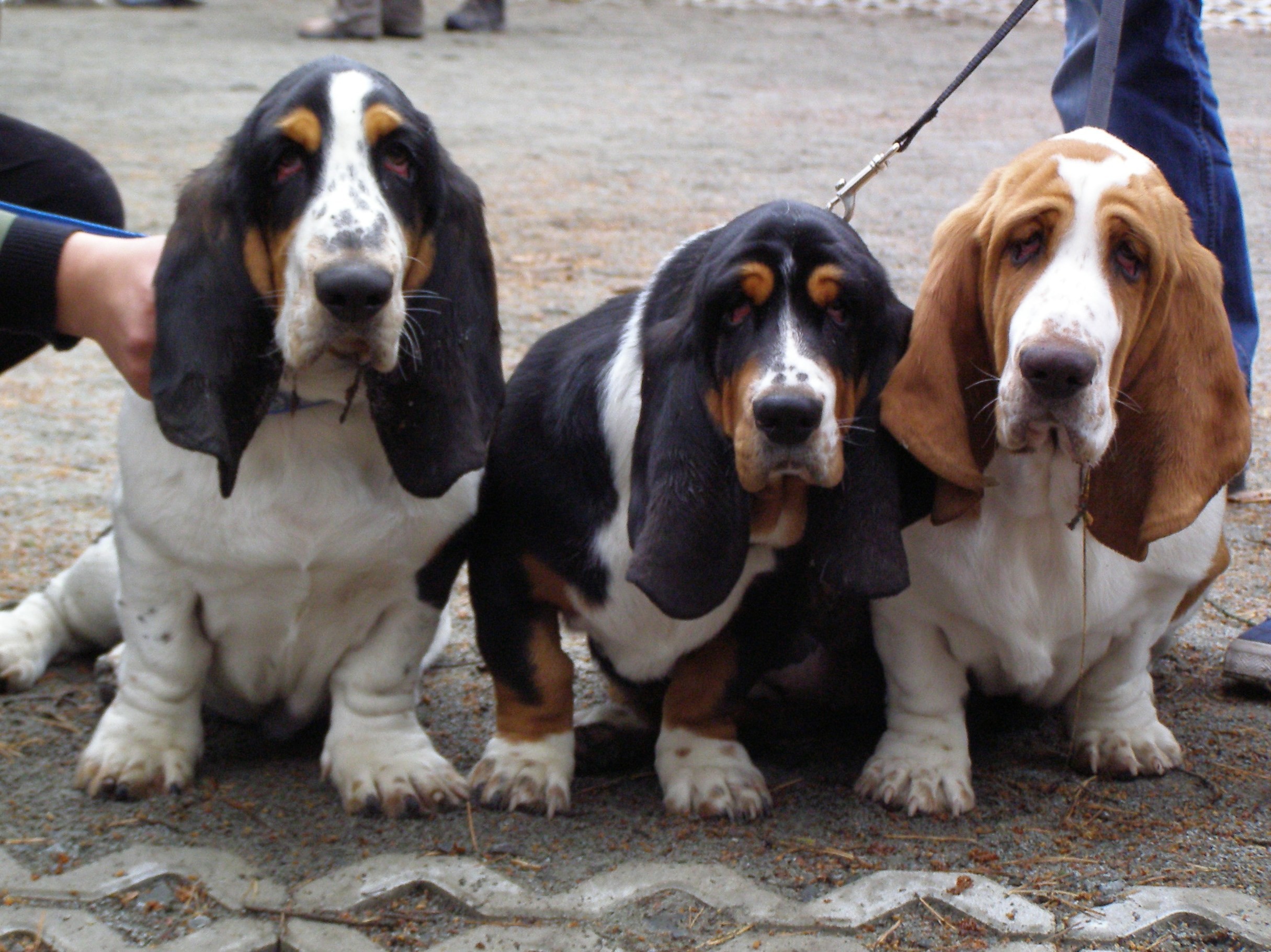 Basset Hound puppies dogs