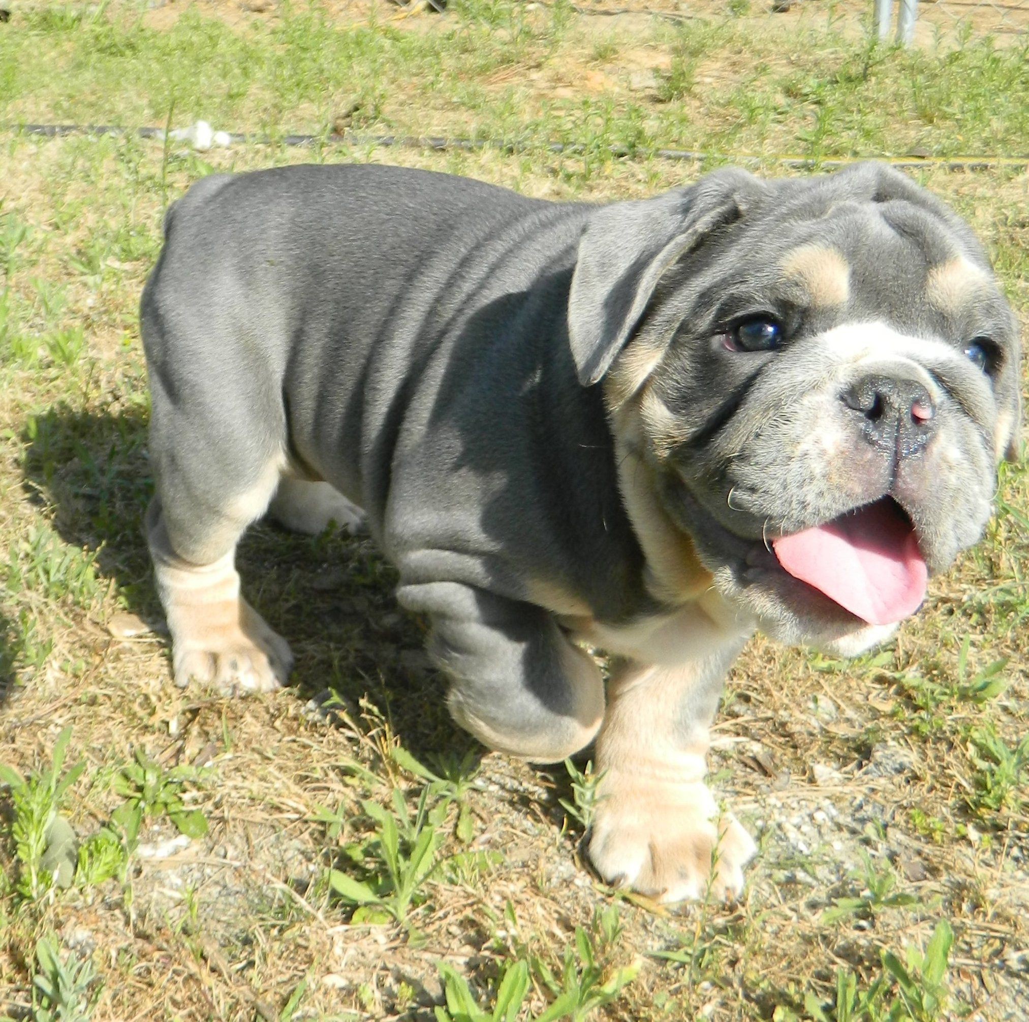 I thought I didn t want another olde english bulldog but I m kinda in love with this blue tri color Maybe Hoss needs a girlfriend