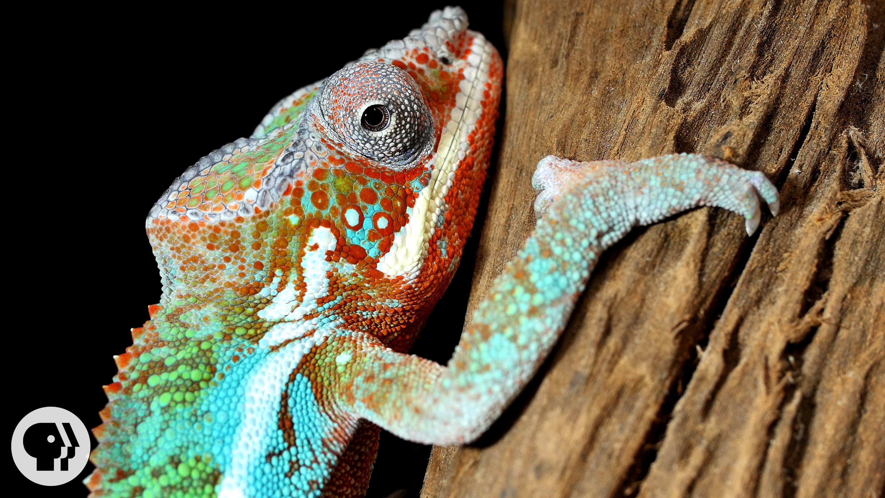 Nature s Mood Rings How Chameleons Really Change Color