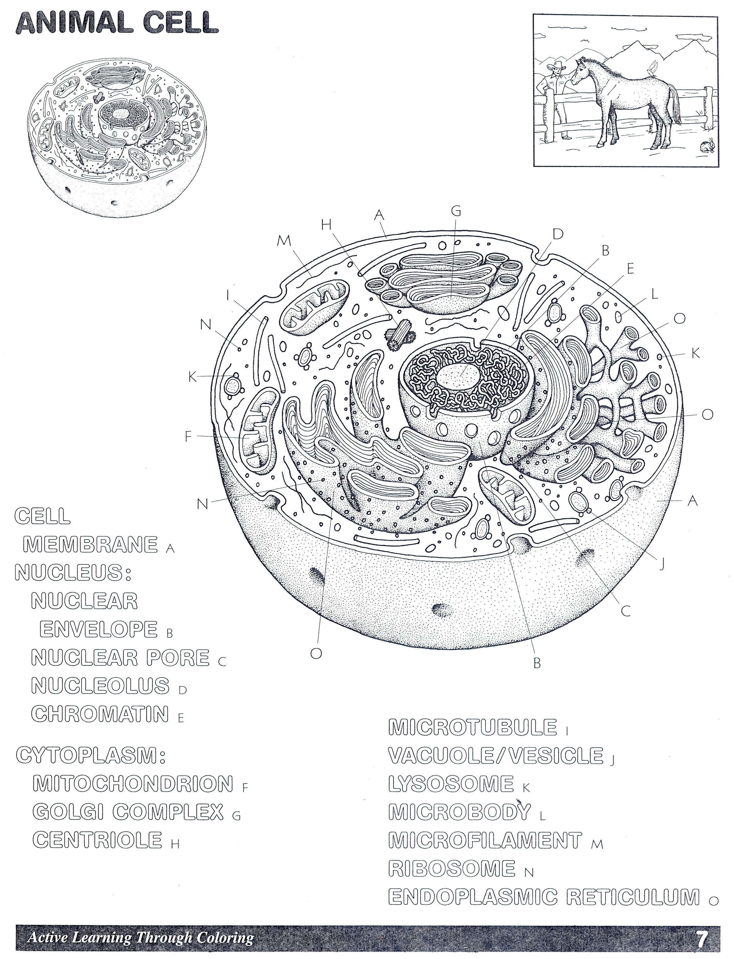 animal cell worksheet colouring pages
