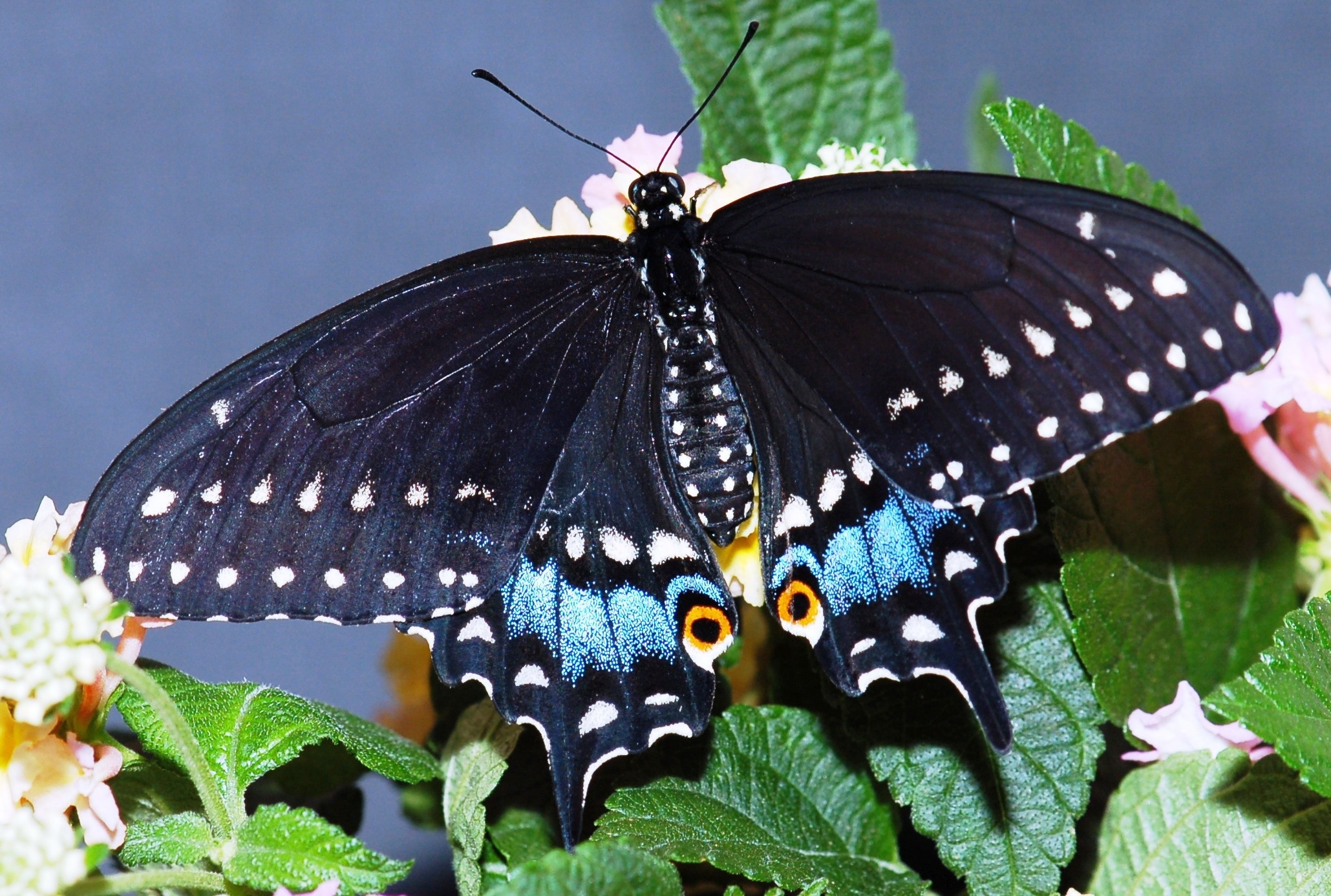 Lenora Larson 19 2 Female Black Swallowtail