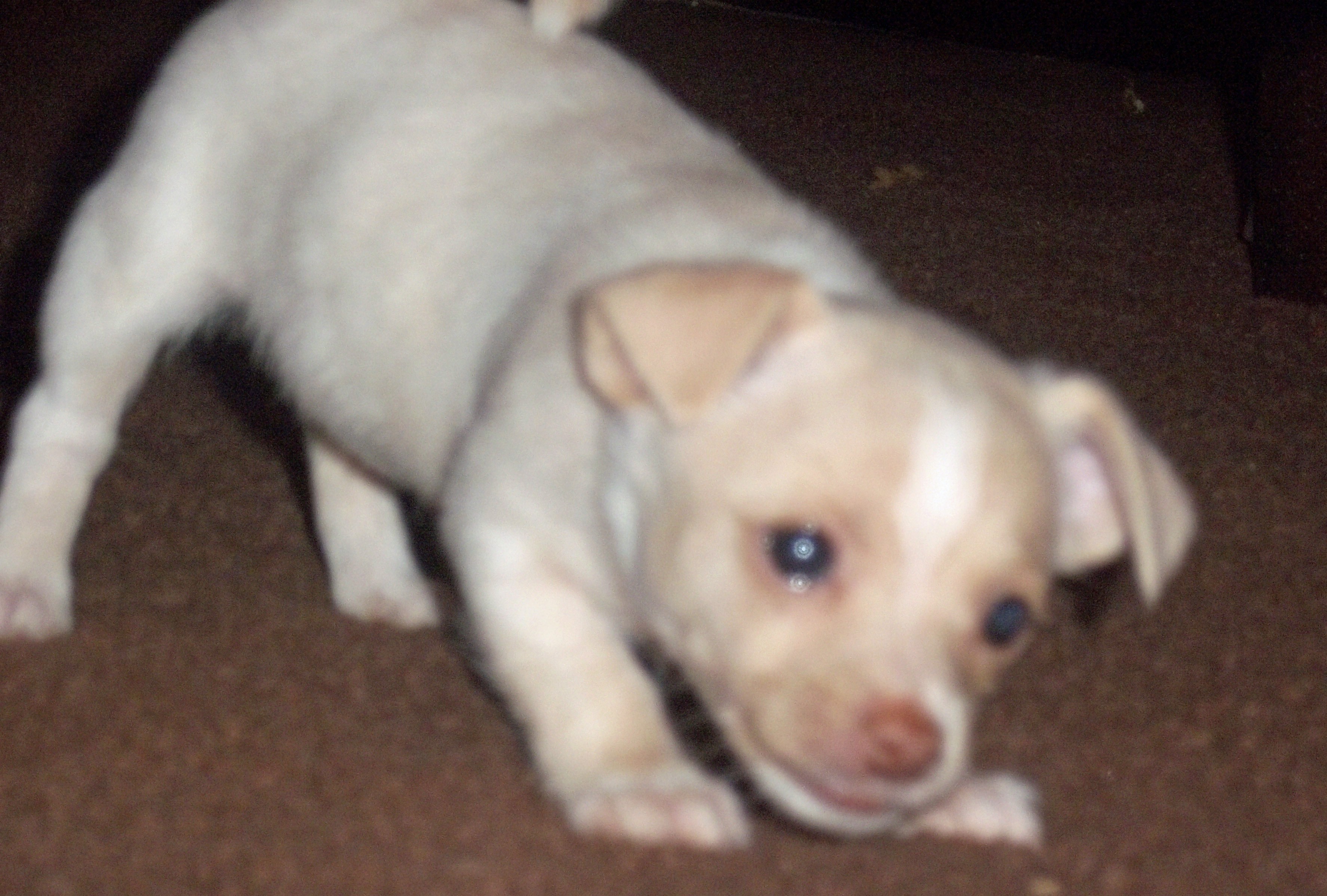 Immature puppy eyes are typically blue