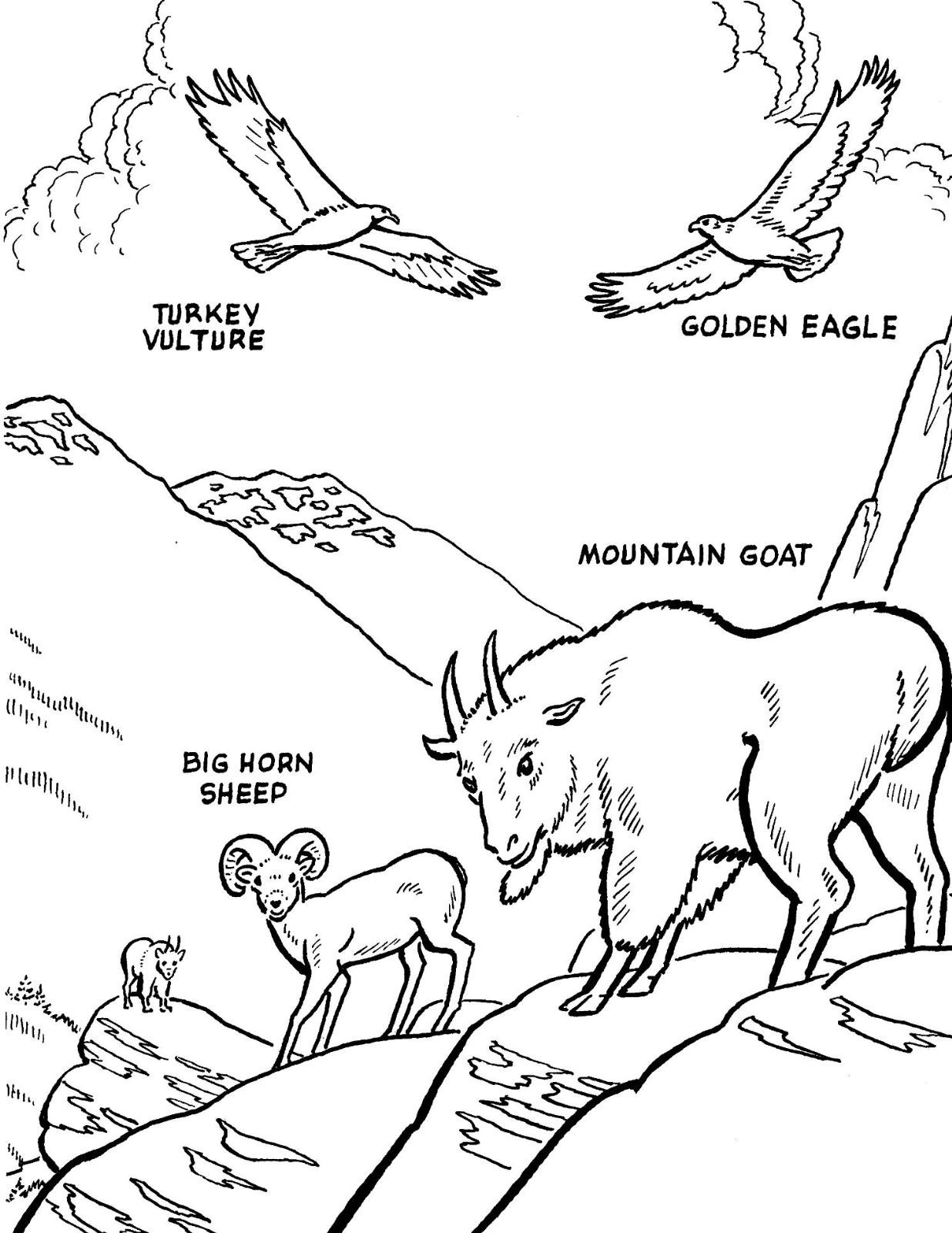 Wildlife Coloring Pages 8