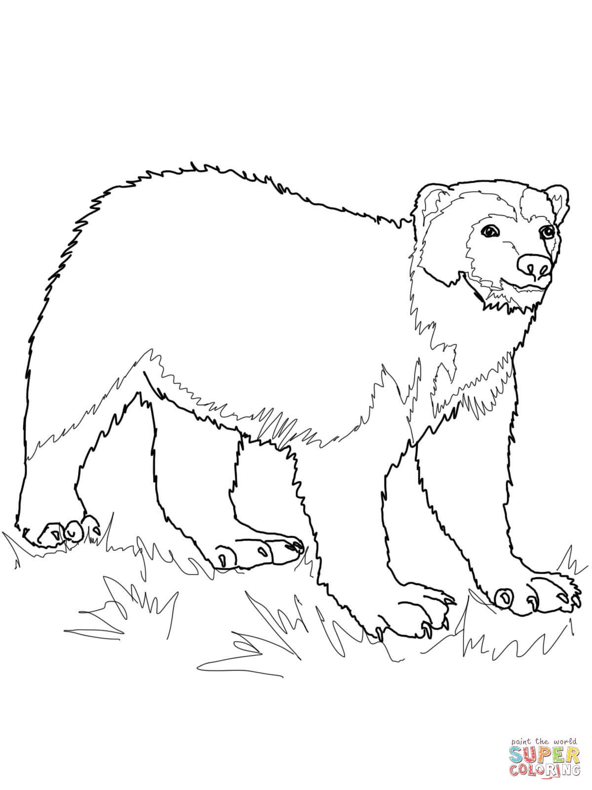 Wolverine Coloring Page 15 Animal