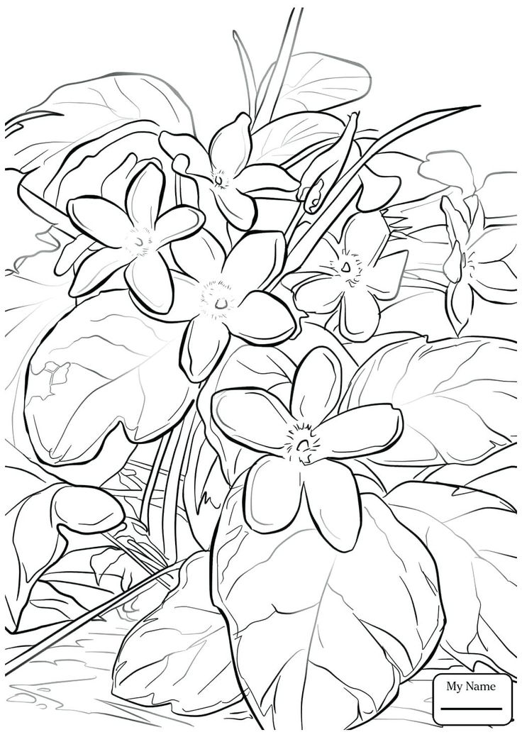 Mayflower Coloring Sheet Or Trailing Arbutus Flowers Pages Thanksgiving