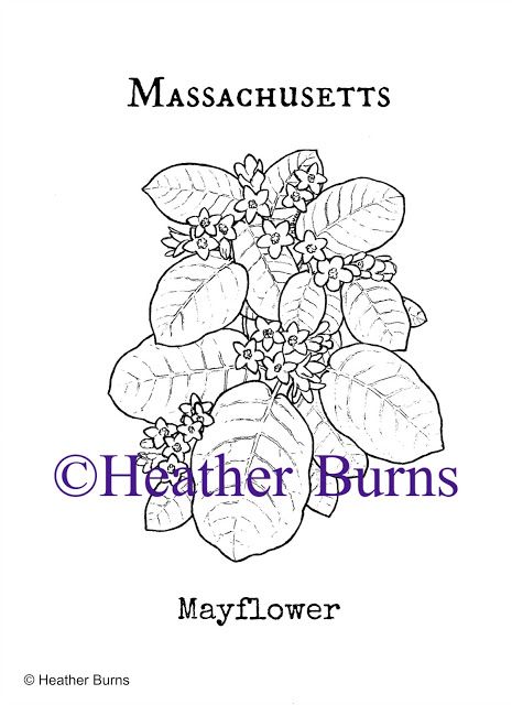 State Flower Coloring Book Massachusetts Mayflower Coloring Page