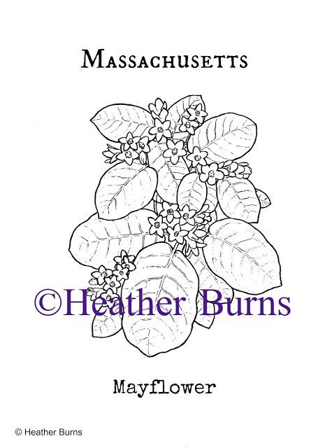 State Flower Coloring Book Massachusetts Mayflower Coloring Page Book Colorin