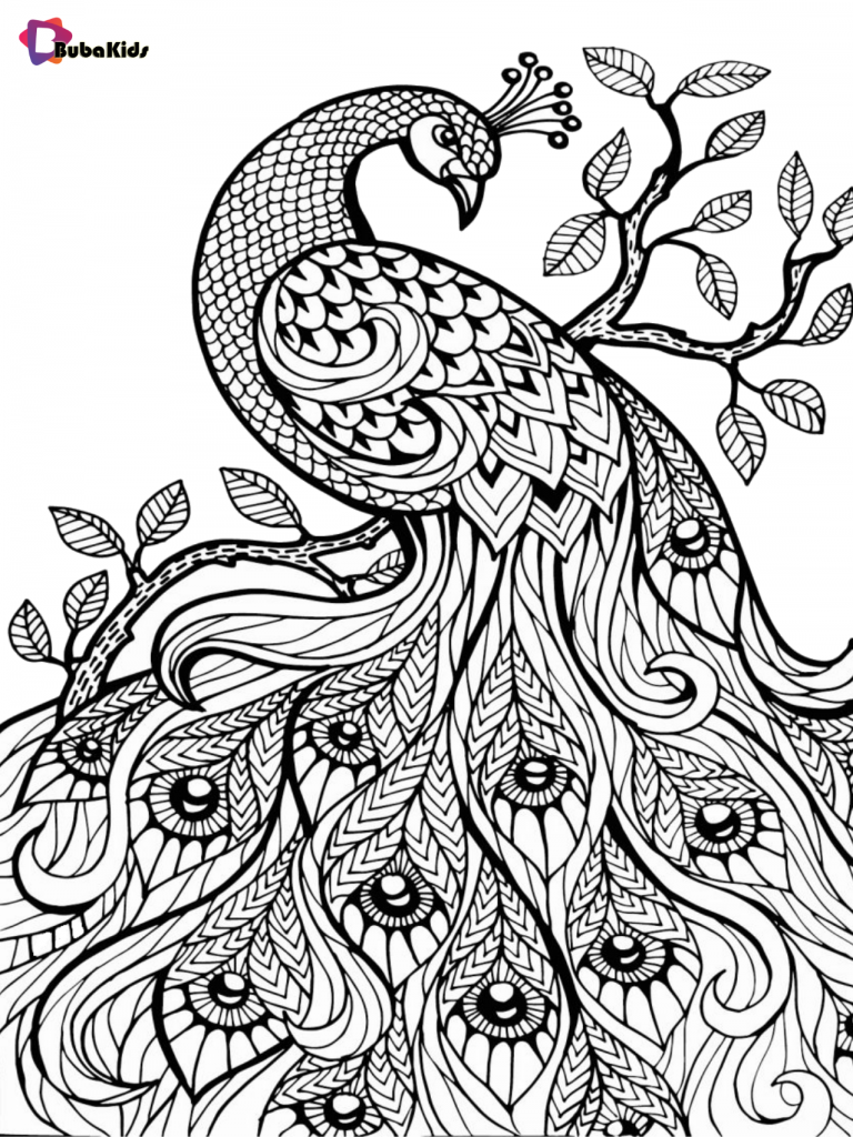 animal bird species peacock coloring pages for adults and children