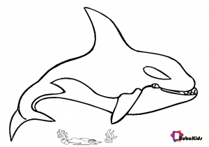 Killer whale coloring page | BubaKids.com